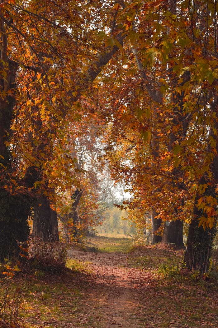 Beautiful autumn landscape with orange leaves in a forest path in Kashmir.